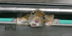 Helpdesk: The printer is not working and the mouse is jammed !